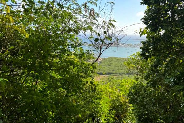 Lush vegetation and blue sea horizon